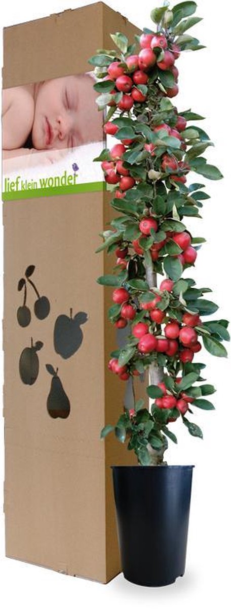 Minitree Appelboom Geboorteboom
